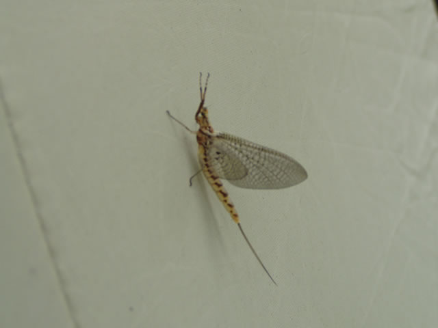 Mayfly
