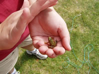 Baby frog