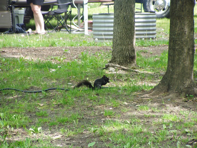Black Squirrel
