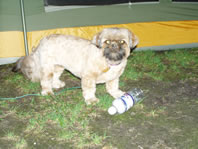 Cappi with a bottle