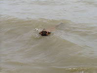 Cappi catching a wave