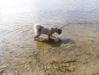 Cappi wading in the water