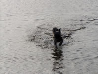 Cappi running through the water
