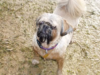 Cappi with a wet face