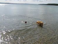 Cappi and Bentley Swimming