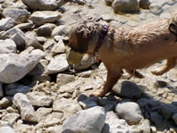 Cappi carrying a rock
