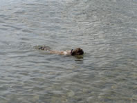 Cappi Swimming