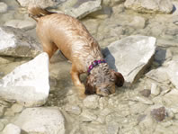 Cappi in the rocks after swimming
