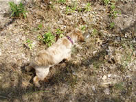 Cappi streching for the turtle