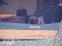 Cappi falling asleep