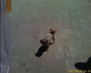 Metal detecting with Cappi