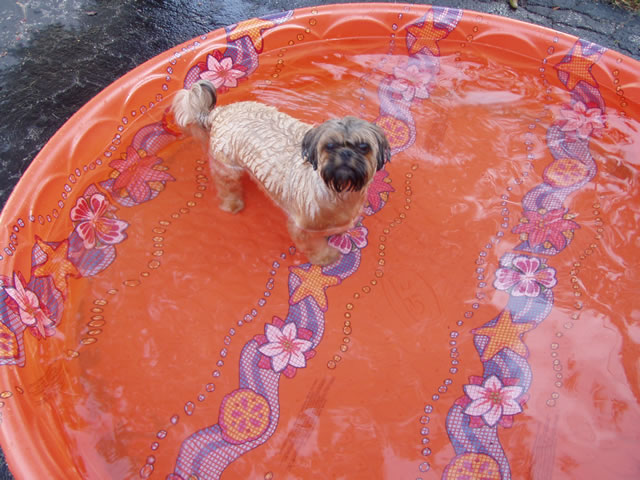 Cappi in the pool