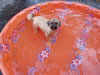 Cappi in the pool