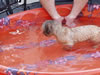 Cappi in the pool