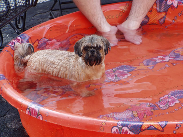 Cappi in the pool
