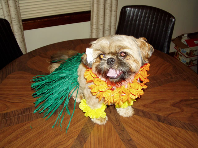 Cappi as a hula girl for halloween