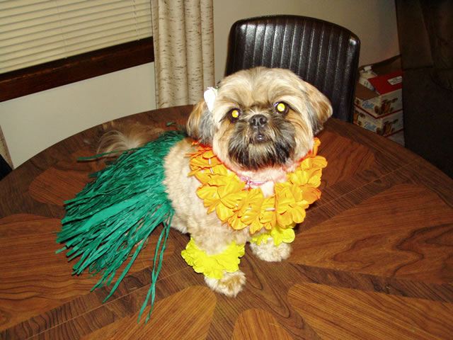 Cappi as a hula girl for halloween